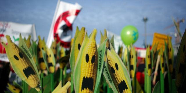 Νέα μεταλλαγμένα, ίδιοι κίνδυνοι