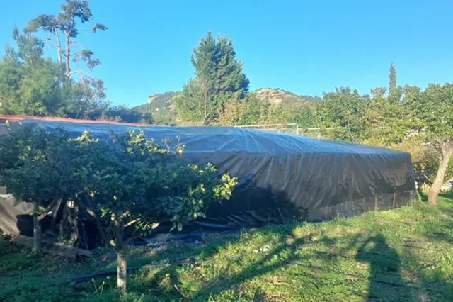 Εξαρθρώθηκε κύκλωμα διακινητών υδροπονικής κάνναβης στη Ρόδο