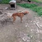 Κρήτη: Συνελήφθη 60χρονος για παθητική κακοποίηση ζώων