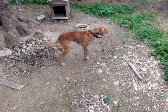 Κρήτη: Συνελήφθη 60χρονος για παθητική κακοποίηση ζώων