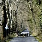 Η συγκλονιστική αφήγηση ενός κτηνοτρόφου: Aπό τον Ντάνιελ στην ευλογιά