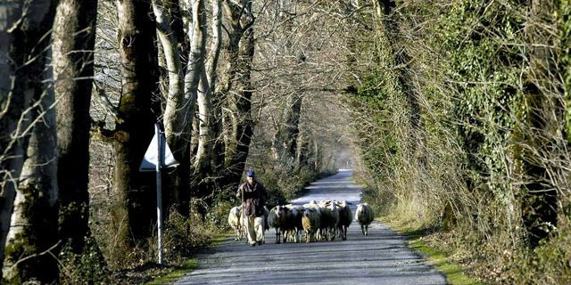 Η συγκλονιστική αφήγηση ενός κτηνοτρόφου: Aπό τον Ντάνιελ στην ευλογιά