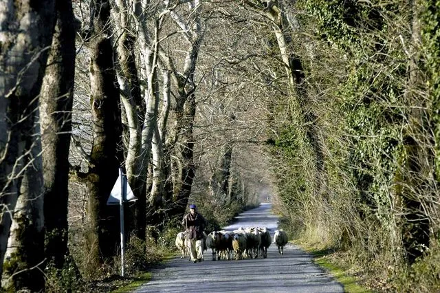 Η συγκλονιστική αφήγηση ενός κτηνοτρόφου: Aπό τον Ντάνιελ στην ευλογιά