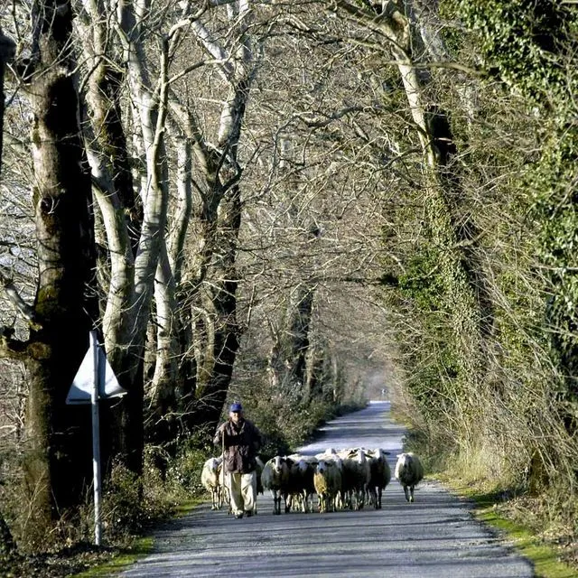 Η συγκλονιστική αφήγηση ενός κτηνοτρόφου: Aπό τον Ντάνιελ στην ευλογιά