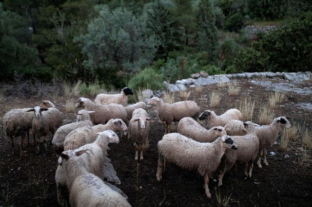 Ευλογιά: Η μαζική θανάτωση ζώων δεν πέτυχε – Γιατί δεν έγινε εμβολιασμός
