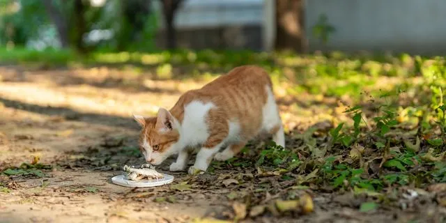 Η άβολη στιγμή που μαθαίνεις πως είναι επικίνδυνο να δίνεις ψάρια σε γάτες