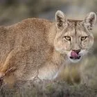 ΗΠΑ: Φονική επίθεση κούγκαρ σε πεζοπόρο