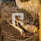 Κρήτη: Προβλήματα από τους ισχυρούς ανέμους – Δέντρο έπεσε στο ΒΟΑΚ