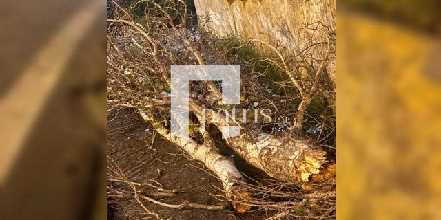 Κρήτη: Προβλήματα από τους ισχυρούς ανέμους – Δέντρο έπεσε στο ΒΟΑΚ