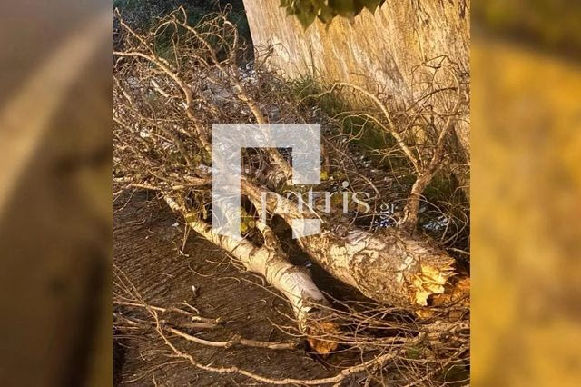 Κρήτη: Προβλήματα από τους ισχυρούς ανέμους – Δέντρο έπεσε στο ΒΟΑΚ