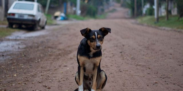 Θεσσαλονίκη: Υπό κράτηση ο 67χρονος που καταγγέλθηκε για κακοποίηση σκύλου