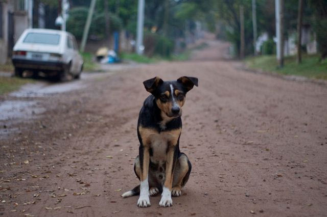 Θεσσαλονίκη: Υπό κράτηση ο 67χρονος που καταγγέλθηκε για κακοποίηση σκύλου