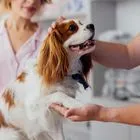 SMERemediumCap: Επενδύσεις και ενοποίηση δικτύου στις κτηνιατρικές υπηρεσίες για το 2026