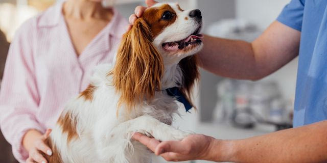 SMERemediumCap: Επενδύσεις και ενοποίηση δικτύου στις κτηνιατρικές υπηρεσίες για το 2026