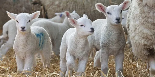 Ηράκλειο: Τρεις συλλήψεις για ζωοκτονία