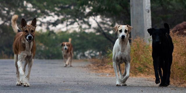 Θεσσαλονίκη: Καταδίκη δύο αντιδημάρχων για τον θάνατο 65χρονου και τον τραυματισμό 82χρονου