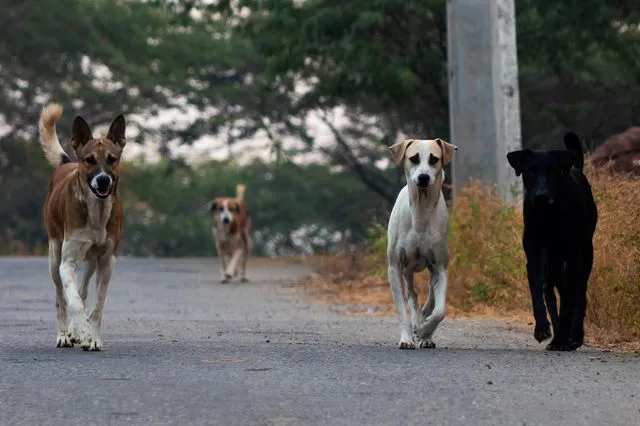 Θεσσαλονίκη: Καταδίκη δύο αντιδημάρχων για τον θάνατο 65χρονου και τον τραυματισμό 82χρονου