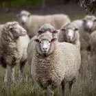 Εντοπίστηκε κρούσμα ευλογιάς προβάτων στην Ήπειρο