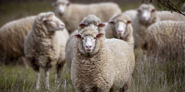 Επιμένει η κυβέρνηση: Δεν υπάρχει εγκεκριμένο εμβόλιο για την ευλογιά των αιγοπροβάτων