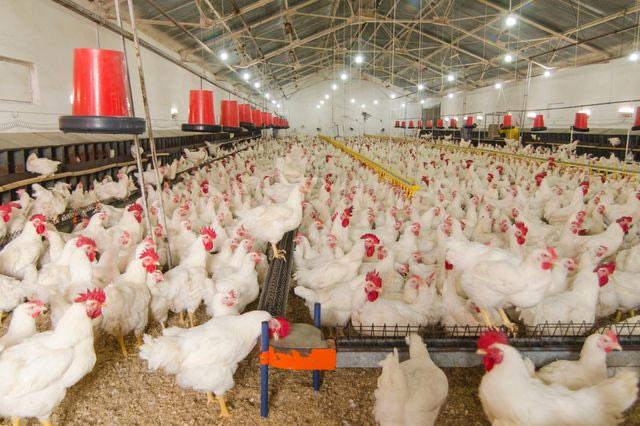 Ιωάννινα: Ανεμοστρόβιλος ισοπέδωσε πτηνοτροφείο – Νεκρά 40.000 κοτόπουλα