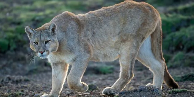 ΗΠΑ: Πούμα επιτέθηκε και σκότωσε γυναίκα στο Κολοράντο