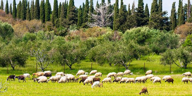 ΕΕΕΔΕΕ: Αυστηρά μέτρα και όχι μαζικός εμβολιασμός για την ευλογιά