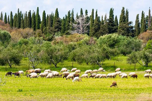 ΕΕΕΔΕΕ: Αυστηρά μέτρα και όχι μαζικός εμβολιασμός για την ευλογιά