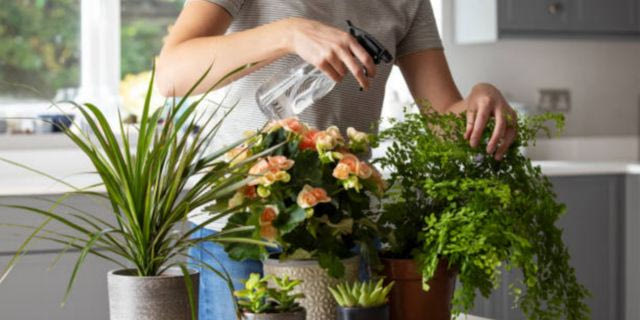 Πώς να φροντίσεις σωστά τα φυτά του σπιτιού σου