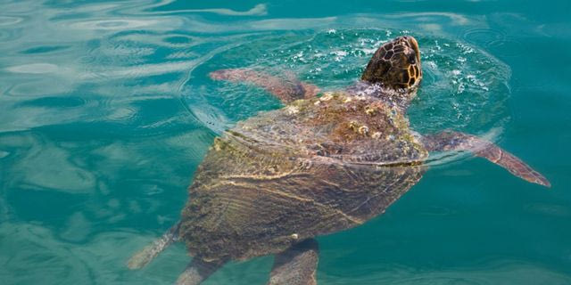 Γιατί η προστασία της θάλασσας είναι υπόθεση όλων και πώς διαδρούμε με την περιβαλλοντική πολιτική