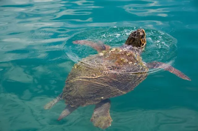 Γιατί η προστασία της θάλασσας είναι υπόθεση όλων