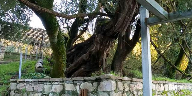 Το ζωντανό μυστήριο 3.000 ετών στην καρδιά της Πελοποννήσου