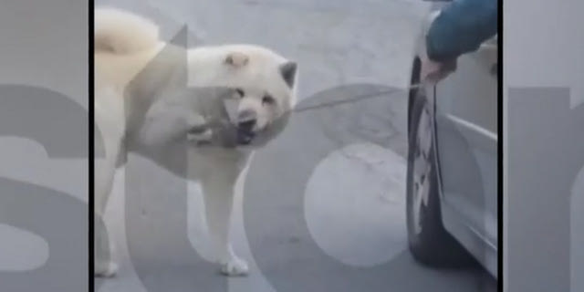 Άνδρας τραβούσε το σκύλο του με λουρί ενώ οδηγούσε – Βίντεο