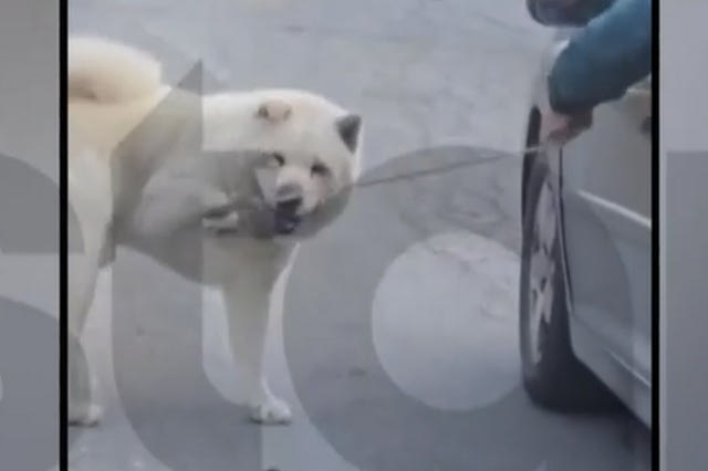 Άνδρας τραβούσε το σκύλο του με λουρί ενώ οδηγούσε – Βίντεο