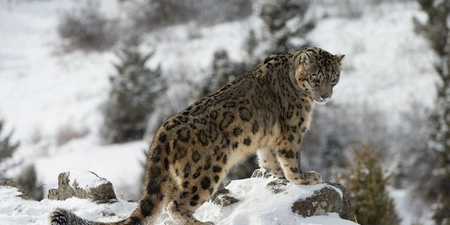 Χιονοπάνθηρας