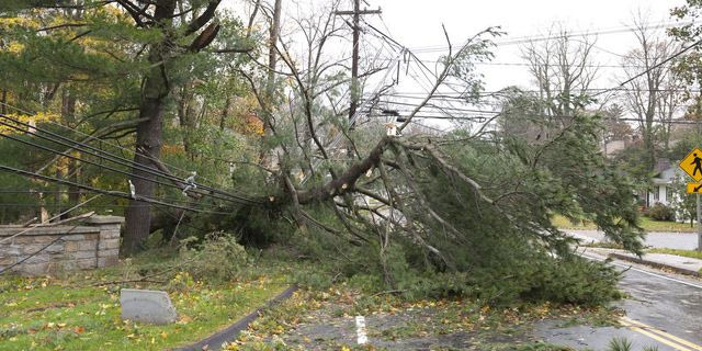 Δέντρα που έχουν πέσει από τον δυνατό αέρα (φωτογραφία αρχείου)