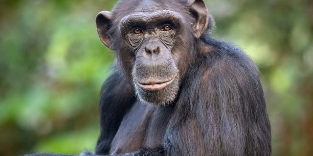 Χιμπαντζής (φωτογραφία αρχείου)