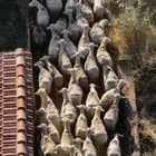 ΑΑΔΕ – ΥΠΑΑΤ: Βόλοι και ψηφιακή παρακολούθηση παραγωγής για τον “μεταβατικό” ΟΠΕΚΕΠΕ