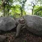 Γιγάντιες χελώνες επιστρέφουν στα Γκαλαπάγκος μετά από σχεδόν 200 χρόνια