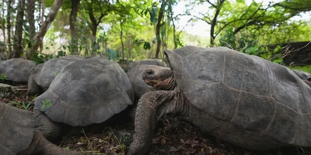 Γιγάντιες χελώνες επιστρέφουν στα Γκαλαπάγκος μετά από σχεδόν 200 χρόνια