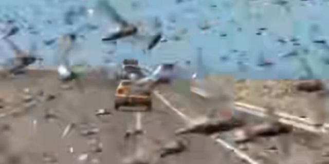 Οδηγοί στην Σαχάρα “παγιδεύτηκαν” μέσα σε σμήνη ακρίδων