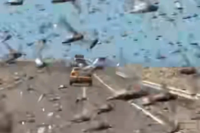 Οδηγοί στην Σαχάρα “παγιδεύτηκαν” μέσα σε σμήνη ακρίδων