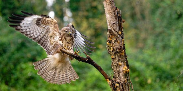 Αρπακτικό πτηνό (φωτογραφία αρχείου)