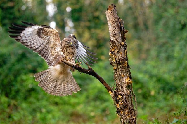 Αρπακτικό πτηνό (φωτογραφία αρχείου)
