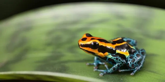 Ο βάτραχος που σκότωσε τον Ναβάλνι και η απάντηση του Κρεμλίνου στο Μόναχο