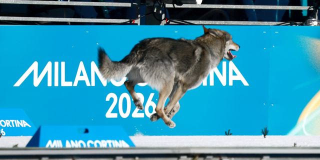Ένα λυκόσκυλο έκλεψε την παράσταση στους Χειμερινούς Ολυμπιακούς Αγώνες