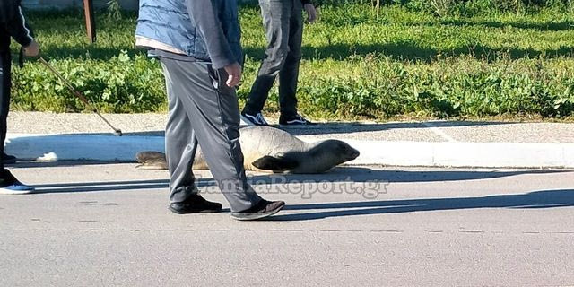 Φθιώτιδα: Φώκια έκανε “βόλτα” στη μέση του δρόμου