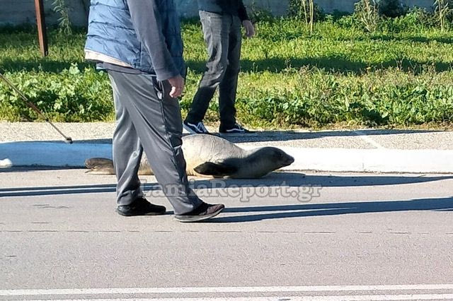 Φθιώτιδα: Φώκια έκανε “βόλτα” στη μέση του δρόμου