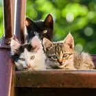 Έρευνα: Οι γάτες ίσως βοηθήσουν στην θεραπεία κάποιων καρκίνων του μαστού