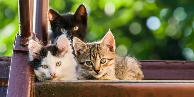 Έρευνα: Οι γάτες ίσως βοηθήσουν στην θεραπεία κάποιων καρκίνων του μαστού