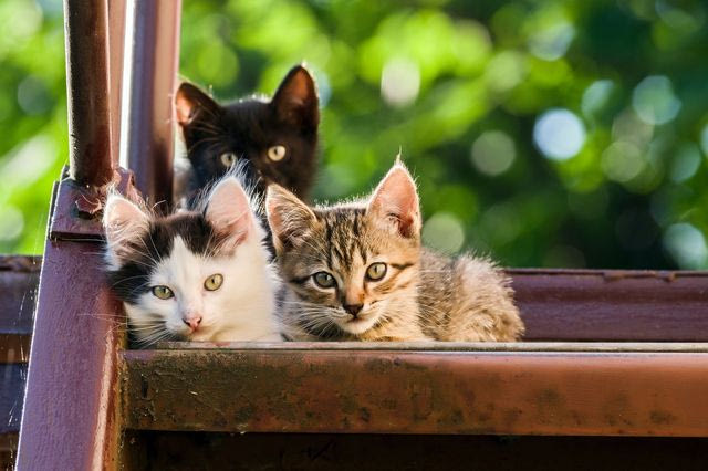 Έρευνα: Οι γάτες ίσως βοηθήσουν στην θεραπεία κάποιων καρκίνων του μαστού